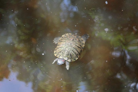 Kowloon Park, kilpikonnalammikko.
