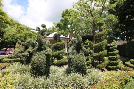 Disneyland, pensaat muotoonleikattu.