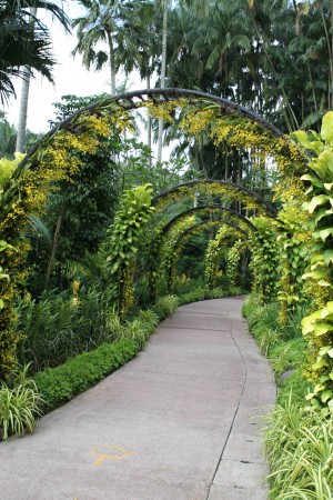 Kelainen orkidea-kultainen suihku