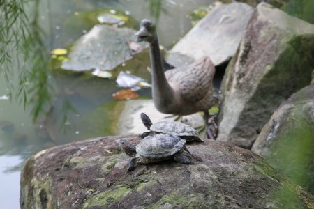 KIlpikonnat oikeita, järvi täynnä niitä ja kaloja...
