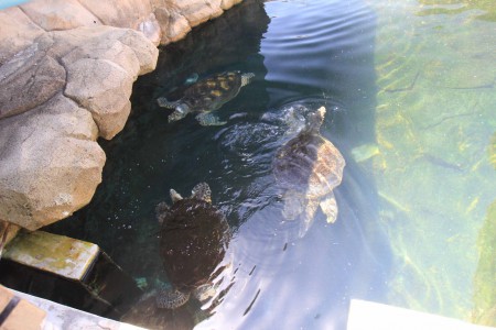 Meriakvaarion jättiläiskilpikonnia