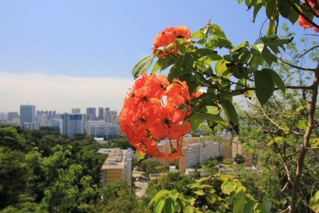 Mount Faber