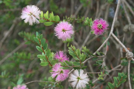 Kasvitieteellinen puutarha - Jardi Botanic de Barcelona