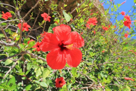 Güellin puisto - vähän kukkaloistoa