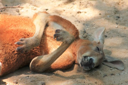 Shanghai Zoo, mukava päivä köllötellä