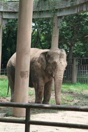 Shanghai Zoo