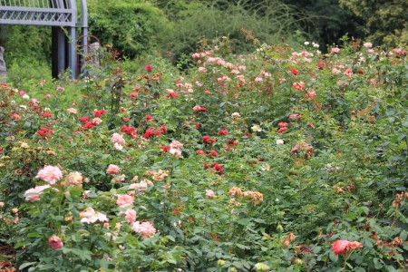 Kasvitieteellinen puutarha - ruusutarha