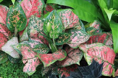 Kasvitieteellinen puutarha