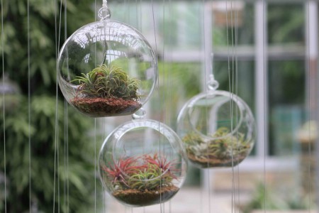 Kasvitieteellinen puutarha