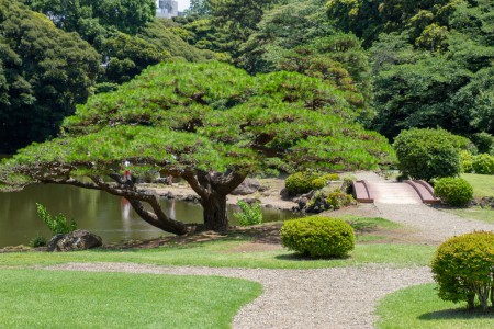 Shinjuku Gyoen puutarha