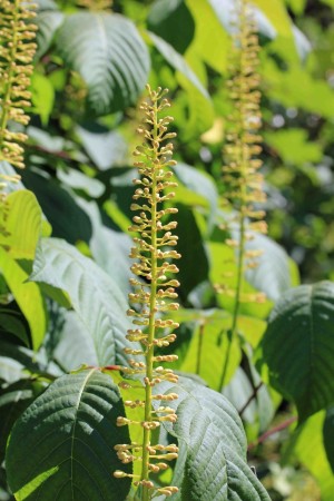 Kasvitieteellinen puutarha