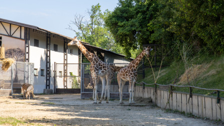 Bratislava ZOO