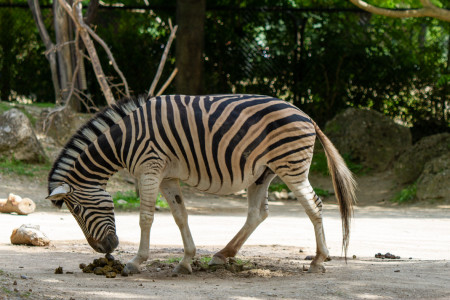 Wienin eläintarha - seepra