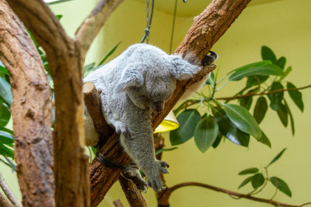 Wienin eläintarha - koala