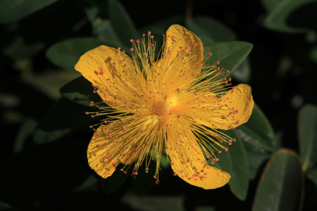 Turkinpensaskuisma ja niin päättyi päivä...