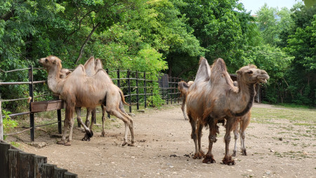 Kaksikyttyräinen kameli - karvanlähtö