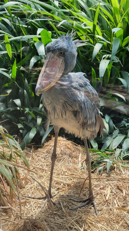 Kyllä, olen oikea, kenkänokka