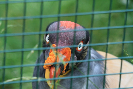 Mitä tuijotat - olen kuningaskondori