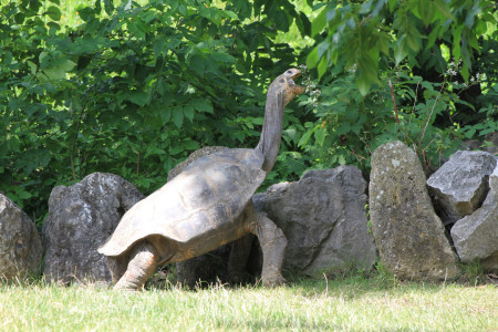 Jättiläiskilpikonna
