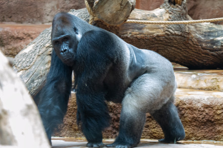 Uros gorilla