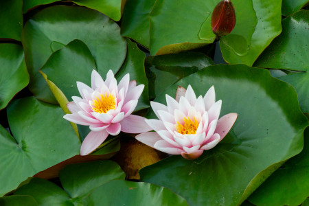 Prahan kasvitieteellinen puutarha