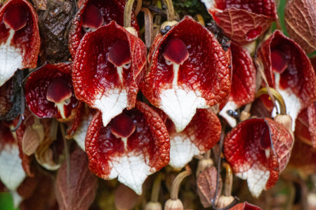 Pelikaanipiippukäynnös