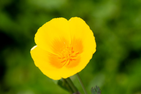 Kaliforniantuliunikko