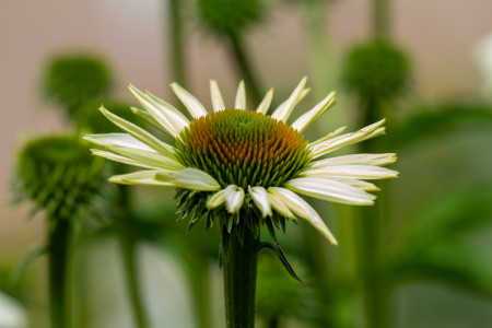 Kaunopunahattu, väristä huolimatta
