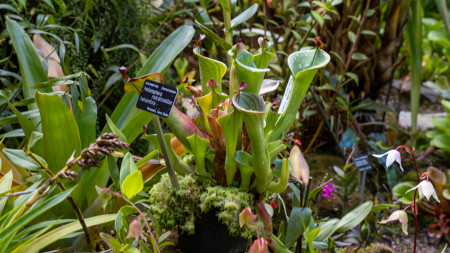 Prahan kasvitieteellinen puutarha