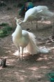 /album/paiva-33/img-9420-jpg/